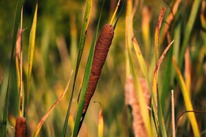 Oeverplanten in de Stevenshof