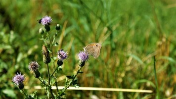 Jaarlijkse vlindertelling. Doet u mee