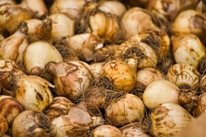 Denk alvast aan het voorjaar. Bollen met korting