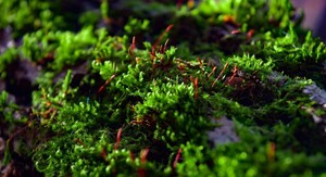 Subsidie voor groen dak
