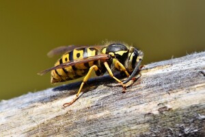 Wespentelling