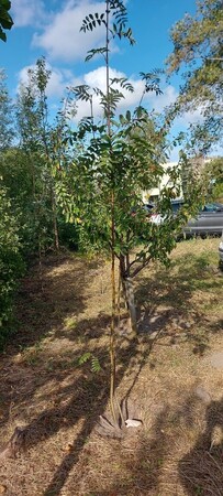 Ons voedselbos wordt aangepakt