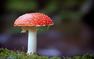 Paddenstoelen tellen dit weekend.