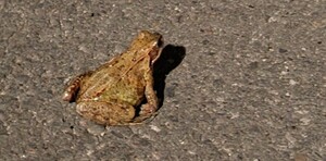 Help de overstekende padden