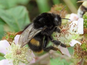 Hoe  herken ik een bij, een hommel, een honingbij, etc?