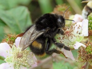 Hoe  herken ik een bij, een hommel, een honingbij, etc?