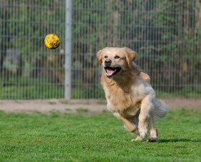 Uw huisdier naar het dierenpension?