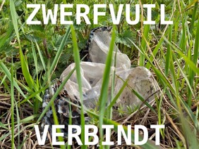 AAN DE SLAG, STEVENSHOF SCHOON