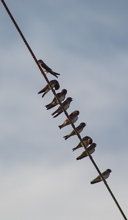 Cursus vogeltrek en wintervogels
