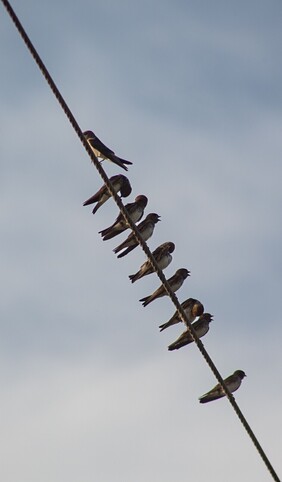 Cursus vogeltrek en wintervogels
